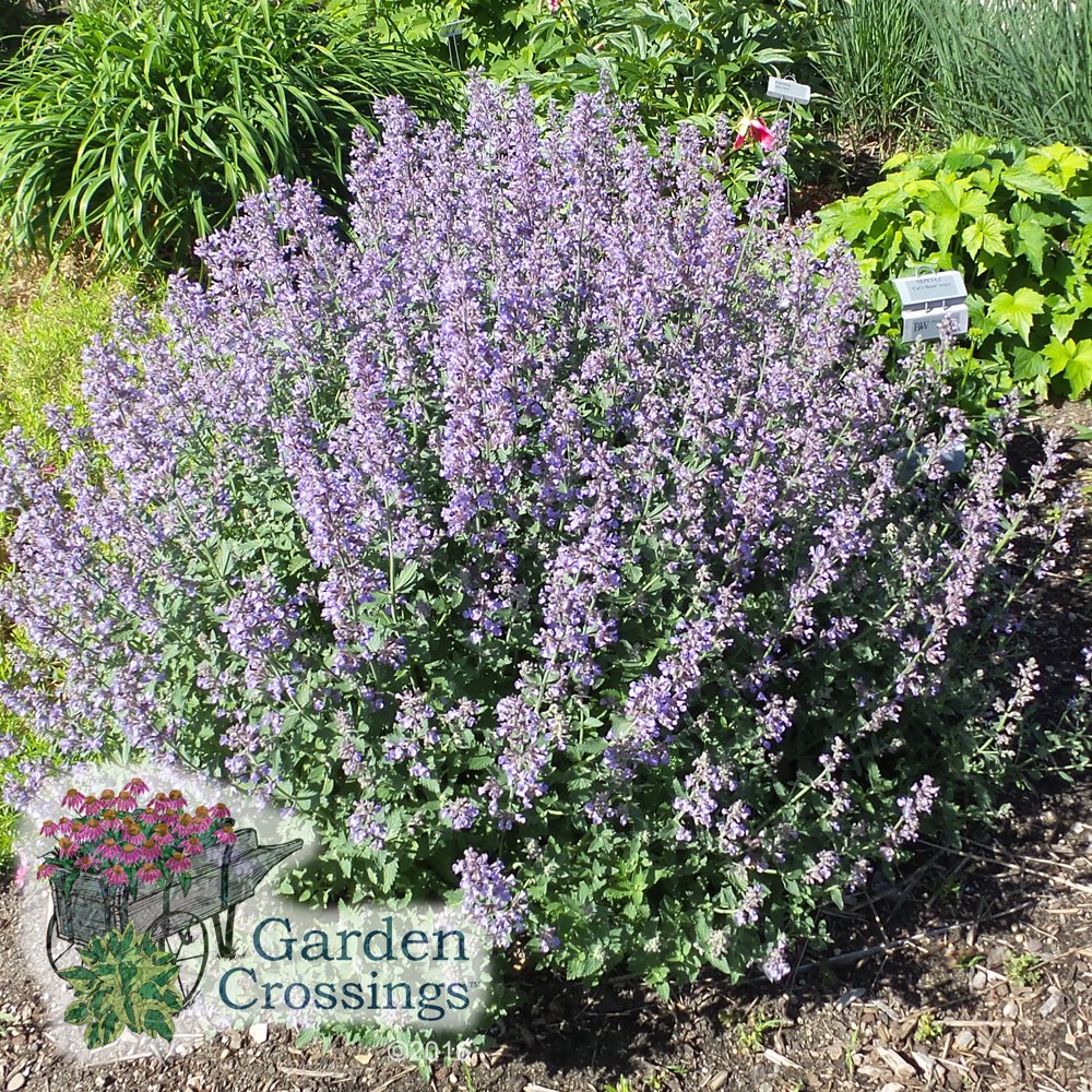 GardenCrossings's tweet photo. Are you looking for a #perennial that is #longblooming and #easytocarefor? Check it out in this video: https://t.co/wDkhdPUeub https://t.co/9VvUfgO285