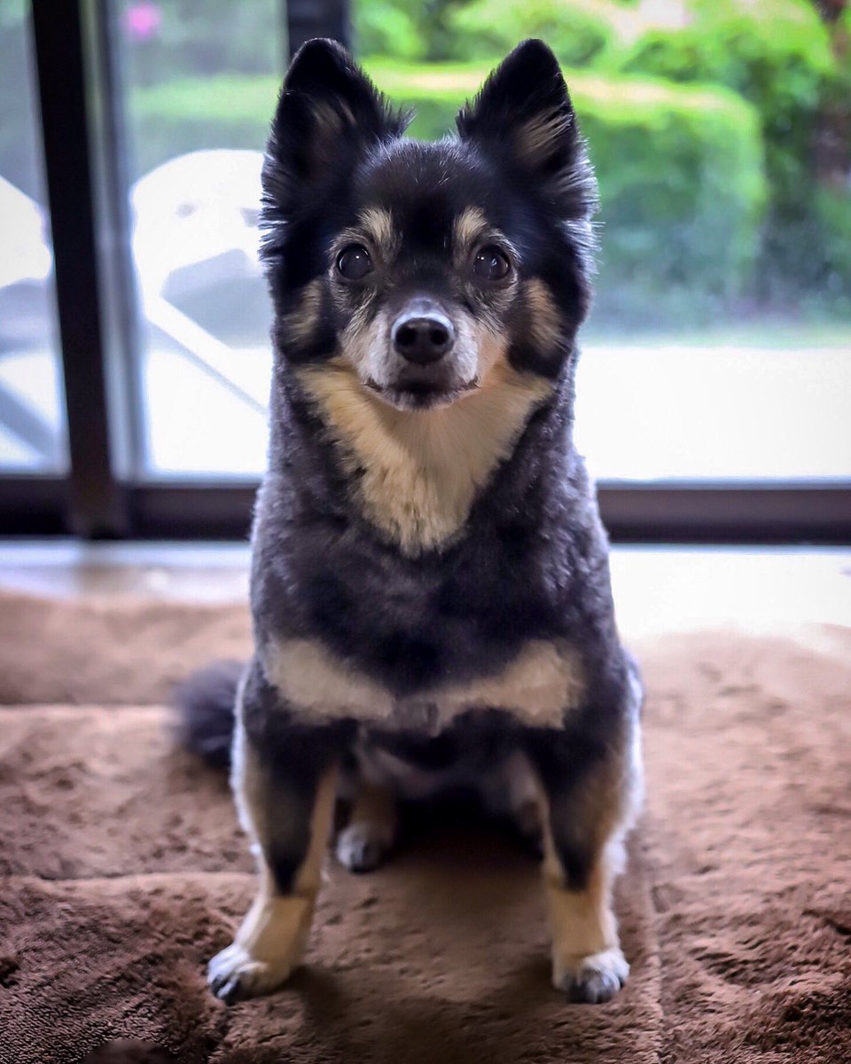 Hirofumi Noguchi V Twitter チワワから豆柴へ 今年もサマーカットの季節が来た Dog Chihuahua Summercut チワワ サマーカット 愛犬 チワワのチェリー チェリー