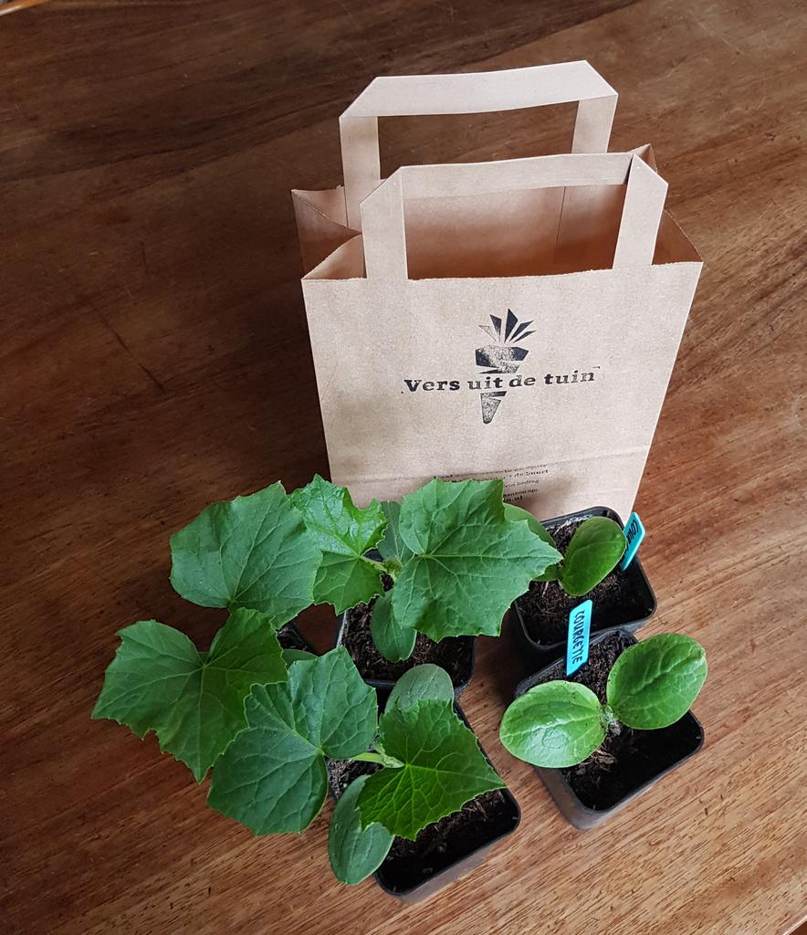 versuitdetuin's tweet photo. Nieuwe bestelling van #versuitdetuin staat weer klaar voor een afhaler met groene vingers. #courgette #komkommer #groenteplantjes #moestuin https://t.co/lRaQwpqunU