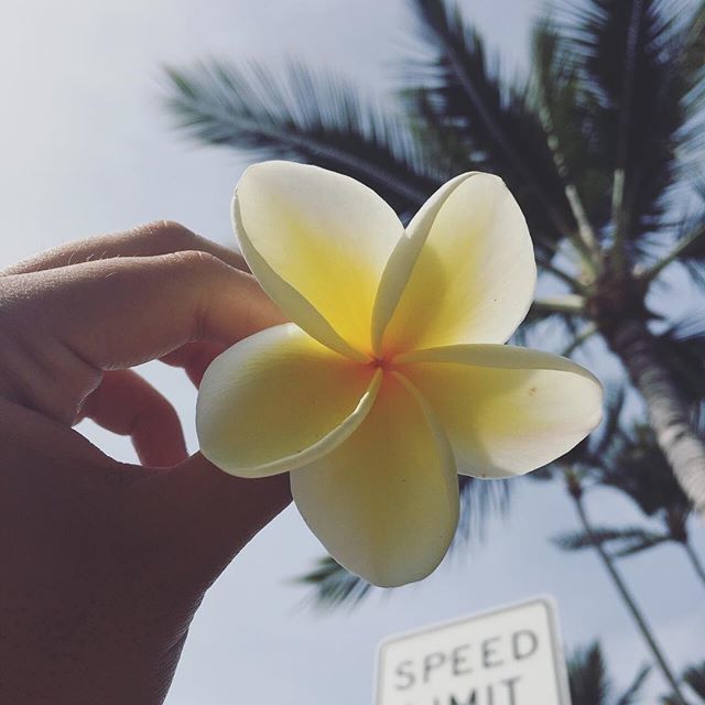 nonoi_nail's tweet photo. Plumeria❤️
.
#plumeria #flower #hawaii #liveinhawaii #luckywelivehawaii #sky #niceday #hawaiilife #lovehawaii #palmtrees 
#ハワイ #ハワイライフ #ハワイ生活 #プルメリア #かわいい https://t.co/PFAM7sqSRA https://t.co/DDBH0g0geV