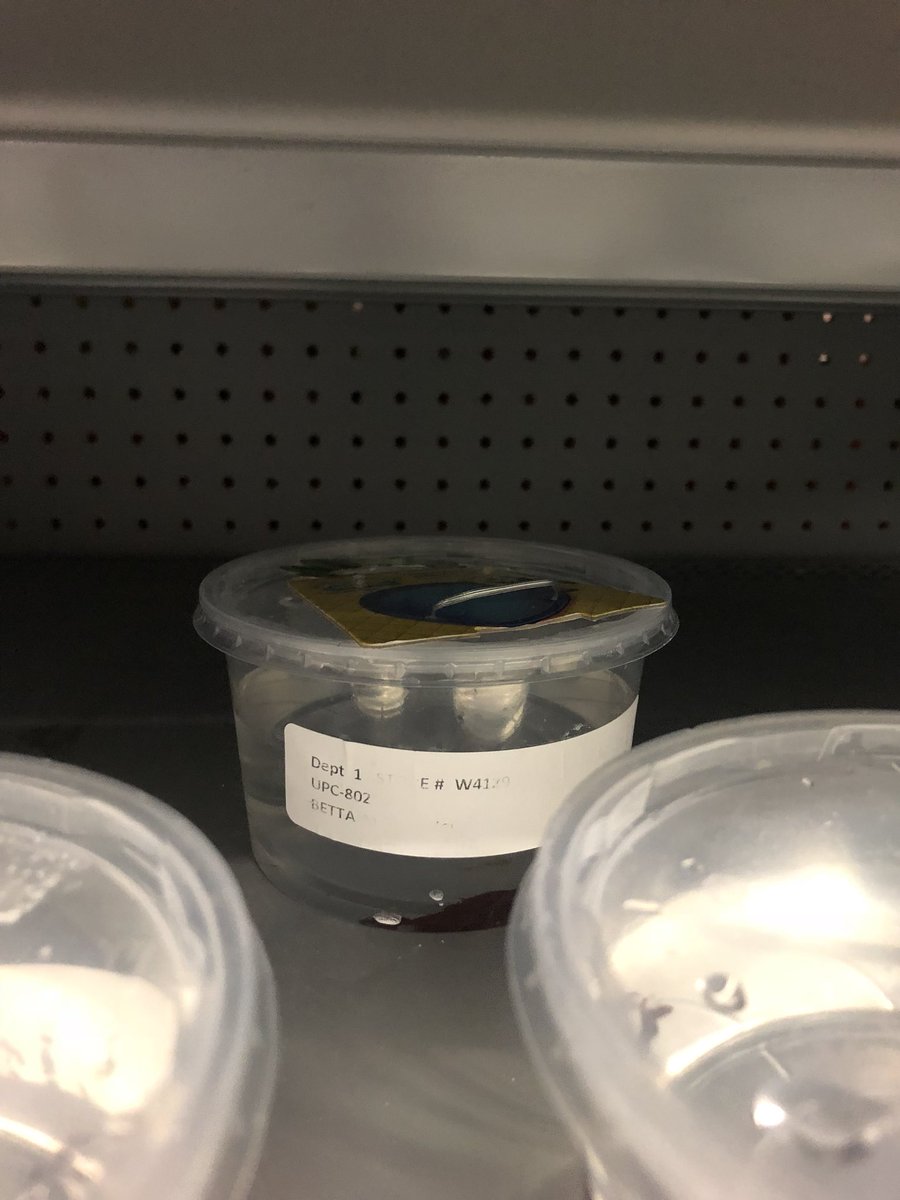 betta fish walmart on twitter thank you we are dying i need