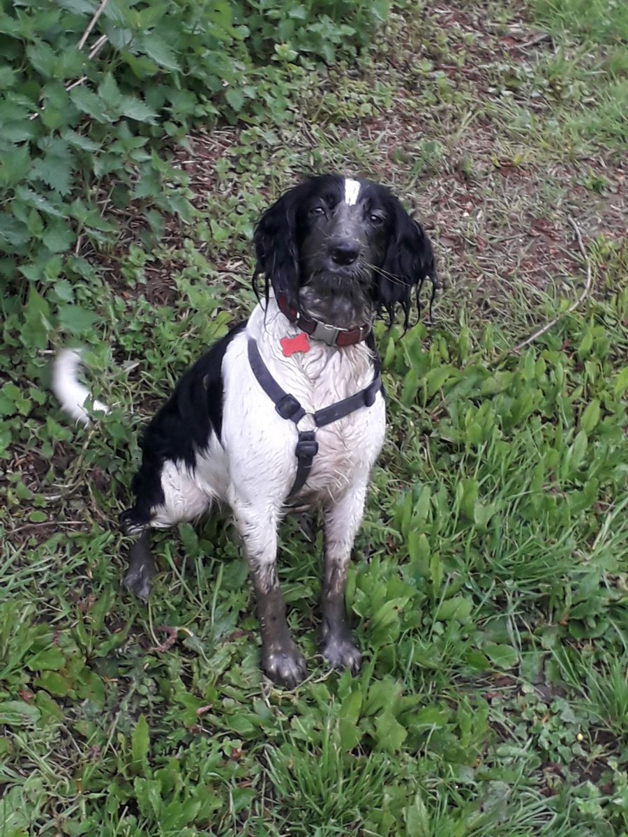 springer_rosie's tweet photo. So what if your ball goes in the mud? https://t.co/qQcxKiPCZz