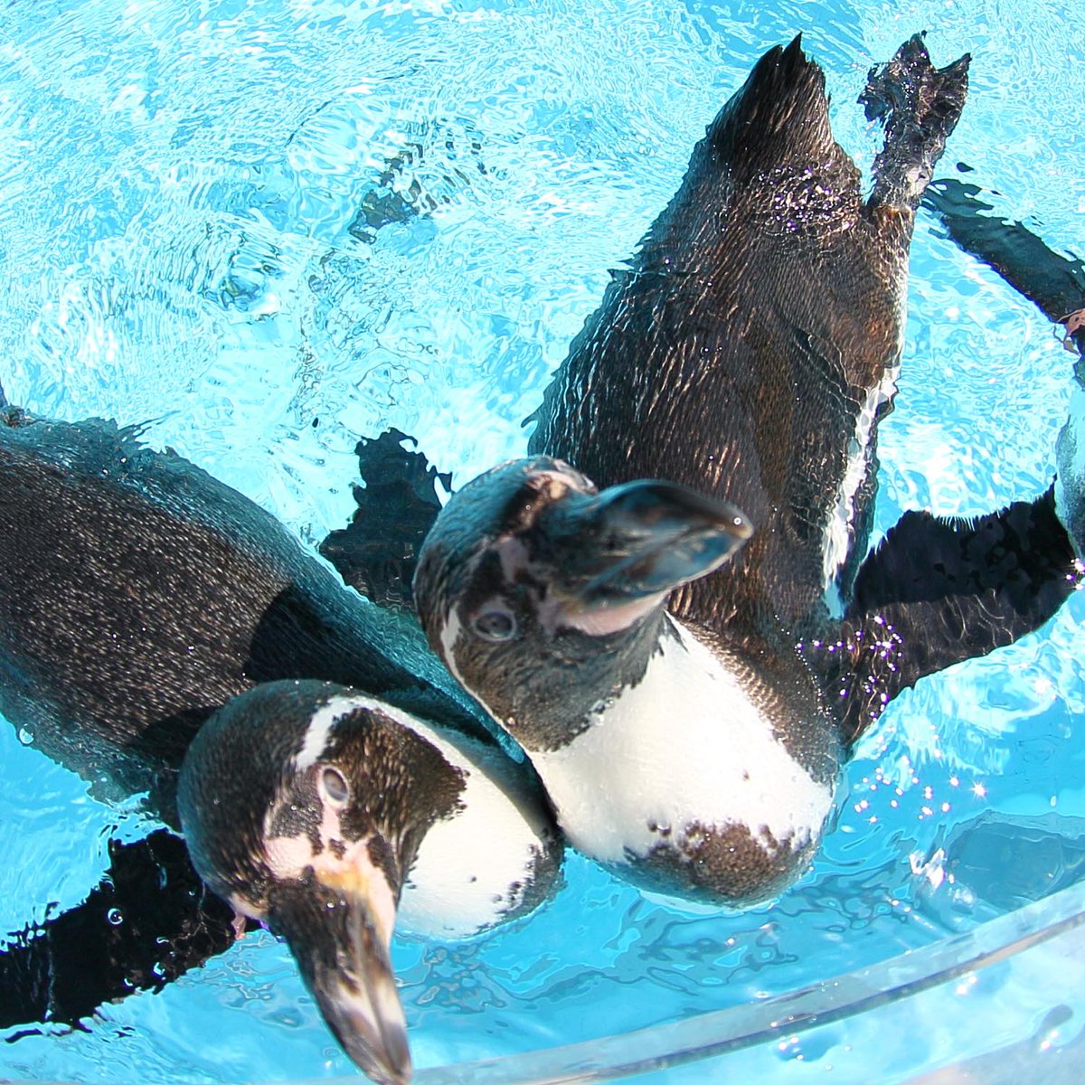 阿蘇カドリー・ドミニオン【公式】 on X