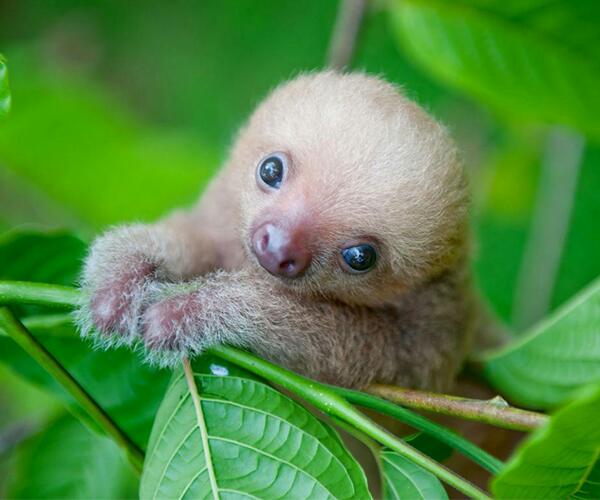 redhed67's tweet image. Please help SAVE the ENDANGERED #PygmySloth!

secure.actblue.com/donate/safeq22…