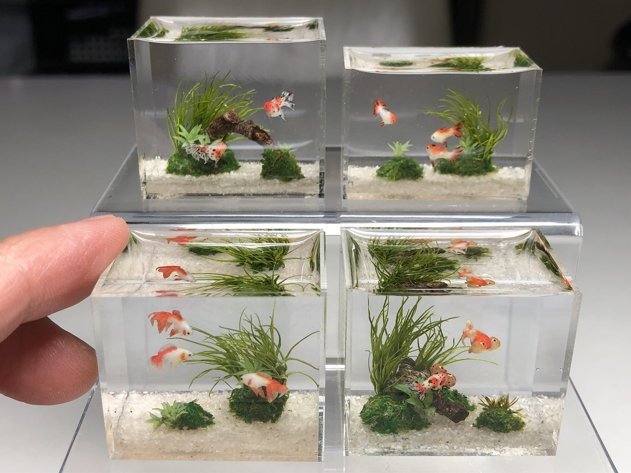小林美幸 1 12 Goldfishes For Chicago International 27 29 April 今週末は2年ぶりにシカゴショーに出展します ただ今羽田でフライト待ち 朝の嵐が嘘のような晴天です タライの金魚は 三色琉金 あと種類別の小さめ水槽達です T Co