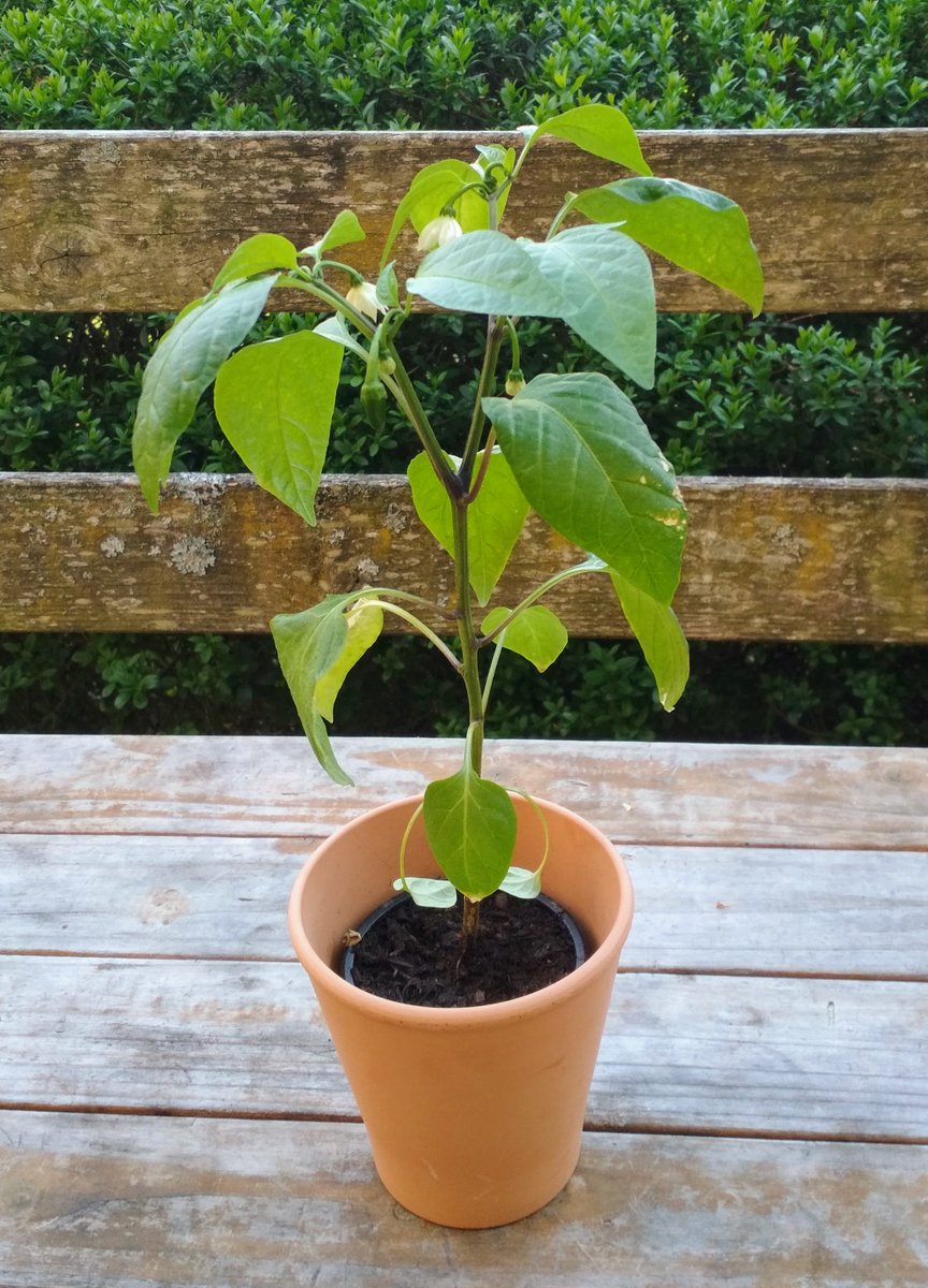 <a href="/me_CRE/">CRE</a> ...dass mich eine Podcastfolge tatsächlich mal so lang beschäftigen wird, hätte ich ja nicht für möglich gehalten! Es blüht und die erste Frucht ist schon zu sehen! *yippie*
Danke <a href="/timpritlove/">Tim Pritlove</a> und @ScorchBonnet für CRE216! (cre.fm/cre216-chiliku…)