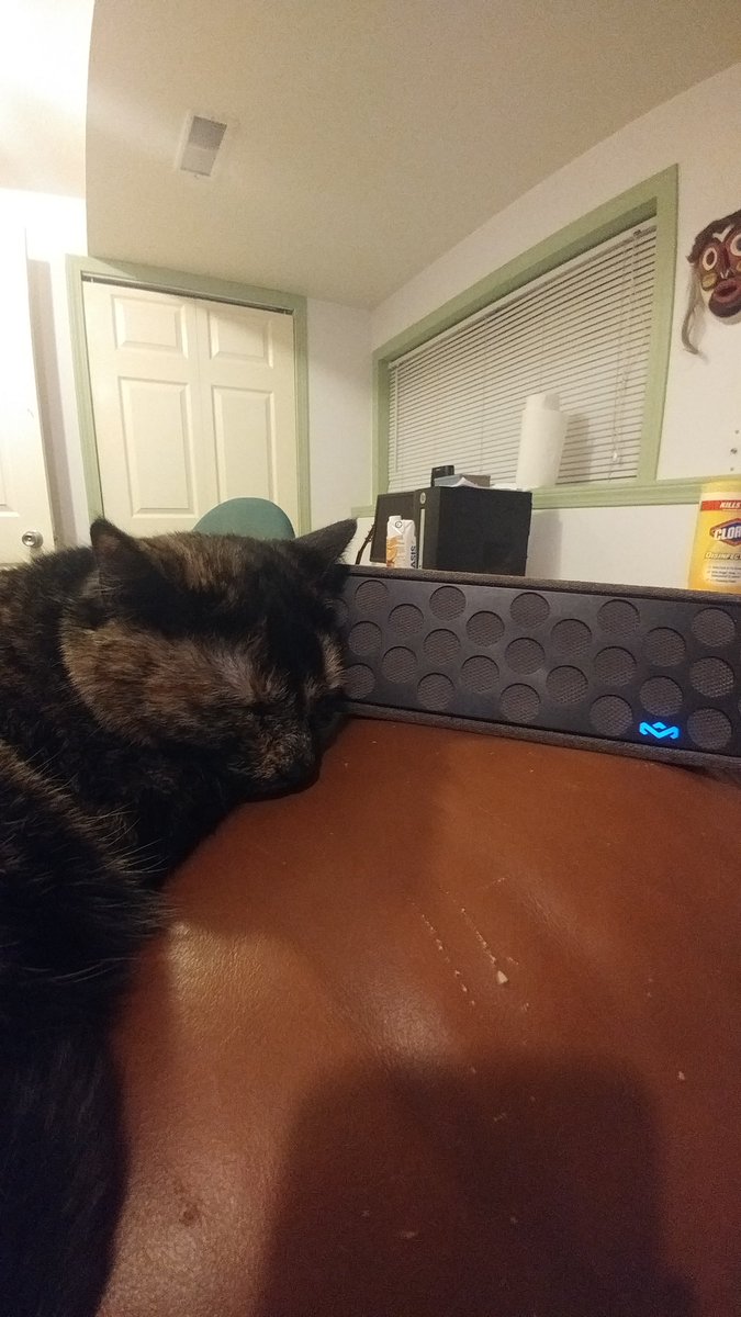 Dubnjunk's tweet photo. This angel.. She actually curled up next to my speaker that's bumping my tunes and fell asleep.. She's the best kitty, I'm in love ❤ https://t.co/iVpg9QFnfH