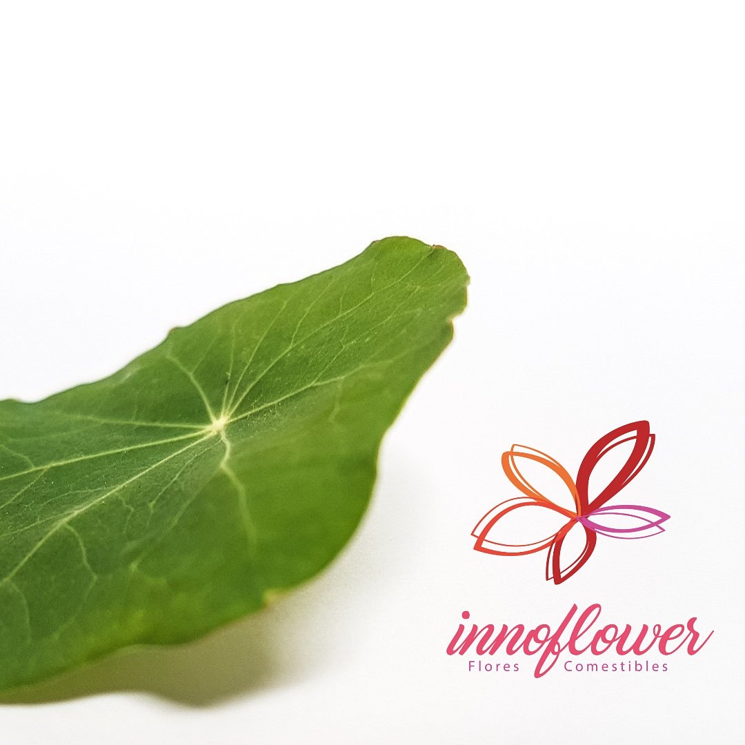 innoflower's tweet photo. ¿Habéis probado la hoja de capuchina? Si no la habéis probado, pronto tendréis la oportunidad para hacerlo. ¡Ya queda poco para poder conseguirla en @innoflower ! #florescomestibles #edibleflowers #hojadecapuchina #Innoflower #gastronomía #food https://t.co/QMJnIFAOxS