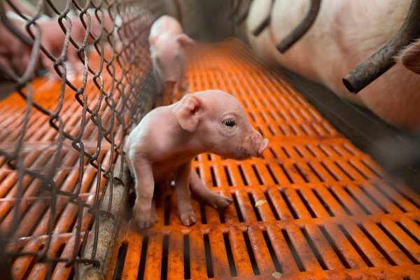 SentientBeings1's tweet image. 34 easy things anyone can do for animals. #animals #animalrights #kindness
sparenib.blogspot.co.uk/2017/05/34-eas…