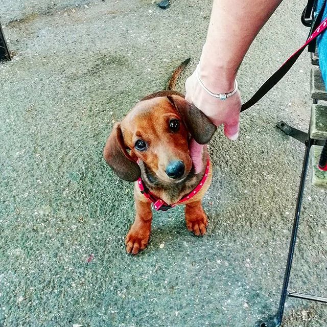 blascopulieri's tweet photo. It's Wanda time!
#bbpulieri #love #Evita #happiness #waytohappiness #dachshund #inthepark #waitingforsummer #wandabe #dachsundlove #dachsundsofinstagram #dachsundpuppy #puppydog #bestoftheday #picoftheday #instadaily #instadog #cute #dogsofinstagram https://t.co/o0oDpcCwKR https://t.co/UhB4IfDMnX