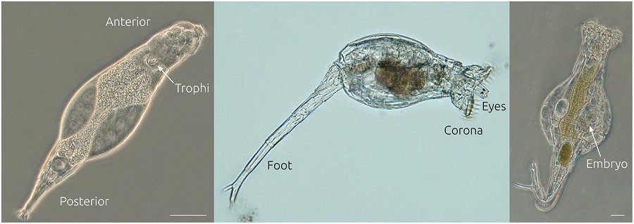 PLOSBiology's tweet photo. New #genome assemblies for three species of #bdelloid #rotifer enables comparative study, exploring relationship between genome features and extreme #desiccation tolerance, #HGT, etc #PLOSBiology https://t.co/5meVcBudXw https://t.co/yqkGKCHnKf