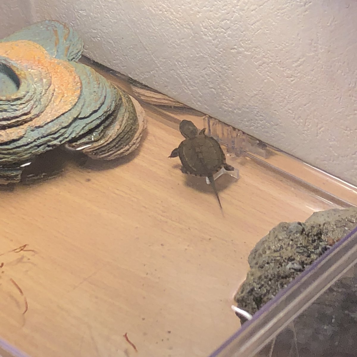 おだ ほのか 道路で干からびてた亀の赤ちゃん拾って飼ってるんやけど 全然ご飯食べんくていろいろ試したけどあかんかった 温度とかもちゃんとしてるし水も綺麗やねんけどなんで どうしたらいいですか誰か