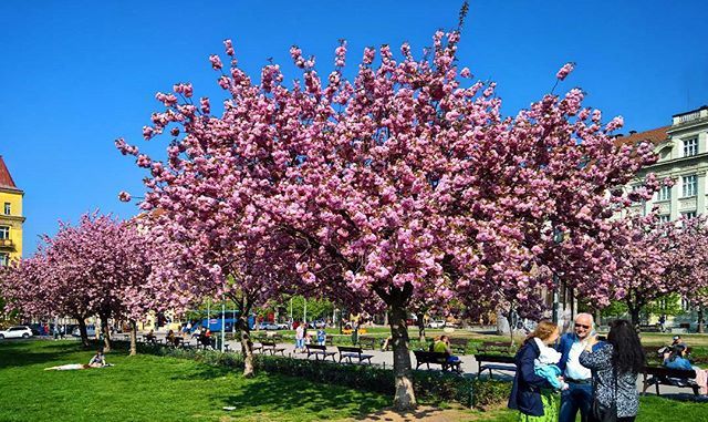 Meanwhile on Jiřiho z Poděbrad #Prague #Czechia #Spring #BlossomTrees ift.tt/2r0ofBP