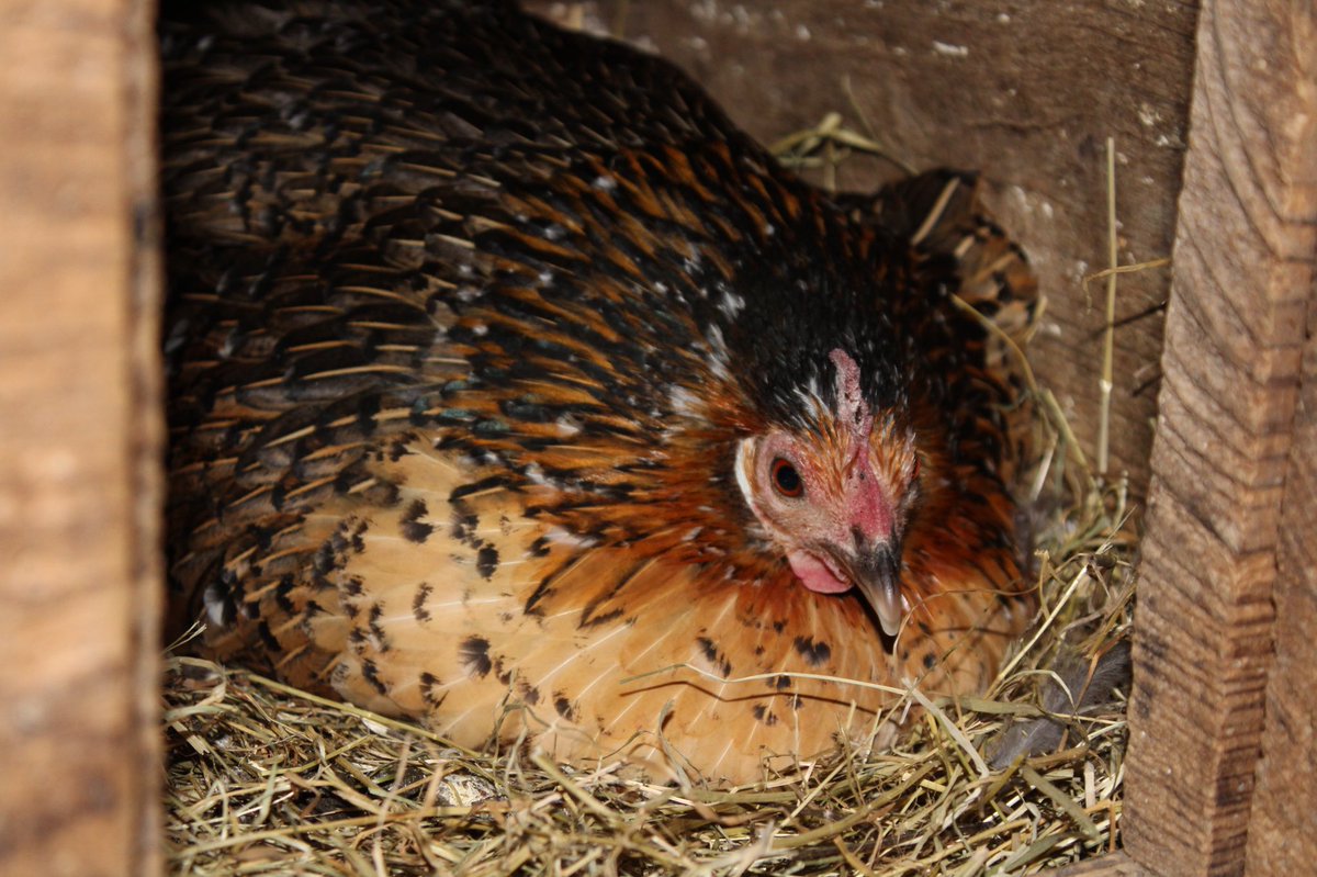 ColletonEstate's tweet photo. Madam is all broody in her comfy bed of hay π₯ π πβ€οΈ
.
.
.
.
#ColletonEstate #chicks #north_devon #devonlife #farmlife #devon #farming #lovedevon #visitdevon #devondays #dartmoor #exmoor @visitexmoor @GreatDevonDays @lovenorthdevon https://t.co/yDn8PuROBE
