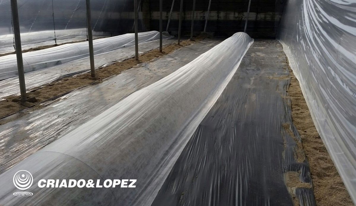 CRIADOYLOPEZ's tweet photo. En @aquilatierratve nos explican los beneficios del uso de manta térmica y #plástico acolchado para proteger los cultivos de huerto usando #microtúneles. 
👉Min, 08:25 - https://t.co/wVMruufn2b

¿Quieres conocer mejor estos productos? ¡Consúltanos! https://t.co/huCX4PWSpS https://t.co/I7McuO2c7K