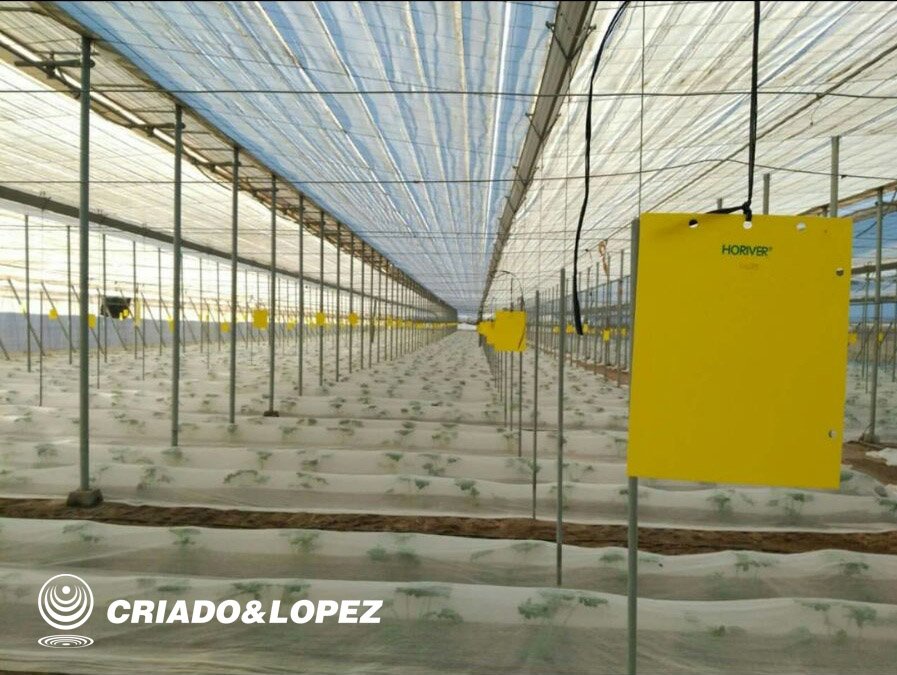 CRIADOYLOPEZ's tweet photo. En @aquilatierratve nos explican los beneficios del uso de manta térmica y #plástico acolchado para proteger los cultivos de huerto usando #microtúneles. 
👉Min, 08:25 - https://t.co/wVMruufn2b

¿Quieres conocer mejor estos productos? ¡Consúltanos! https://t.co/huCX4PWSpS https://t.co/I7McuO2c7K