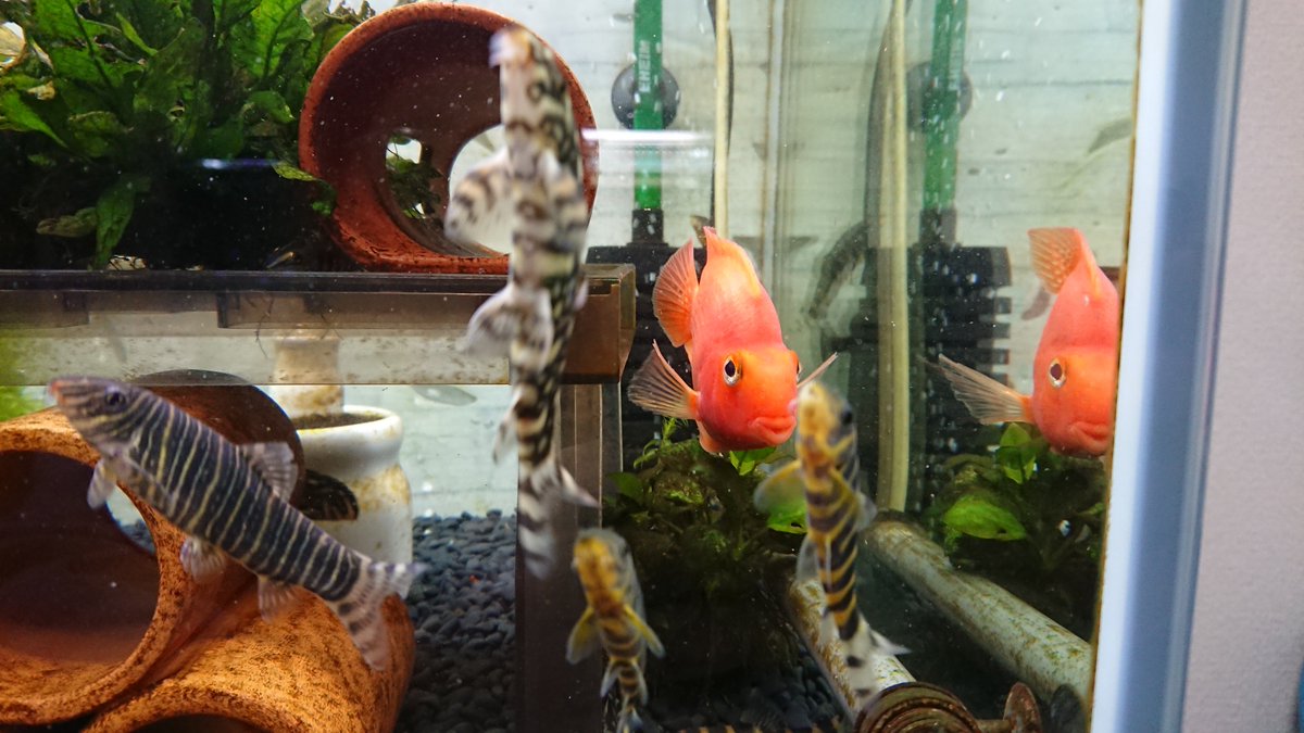Mamoru Aquarium 赤カブの黒い斑点模様が綺麗に消えて 元の赤一色に戻った 黒い斑点模様があった時の写真は撮り損ねた とにかく 元に戻って良かった どうやら帰化色と言い 幼魚の頃の色が出てくるもので パロットファイヤーにはよくある事らしい