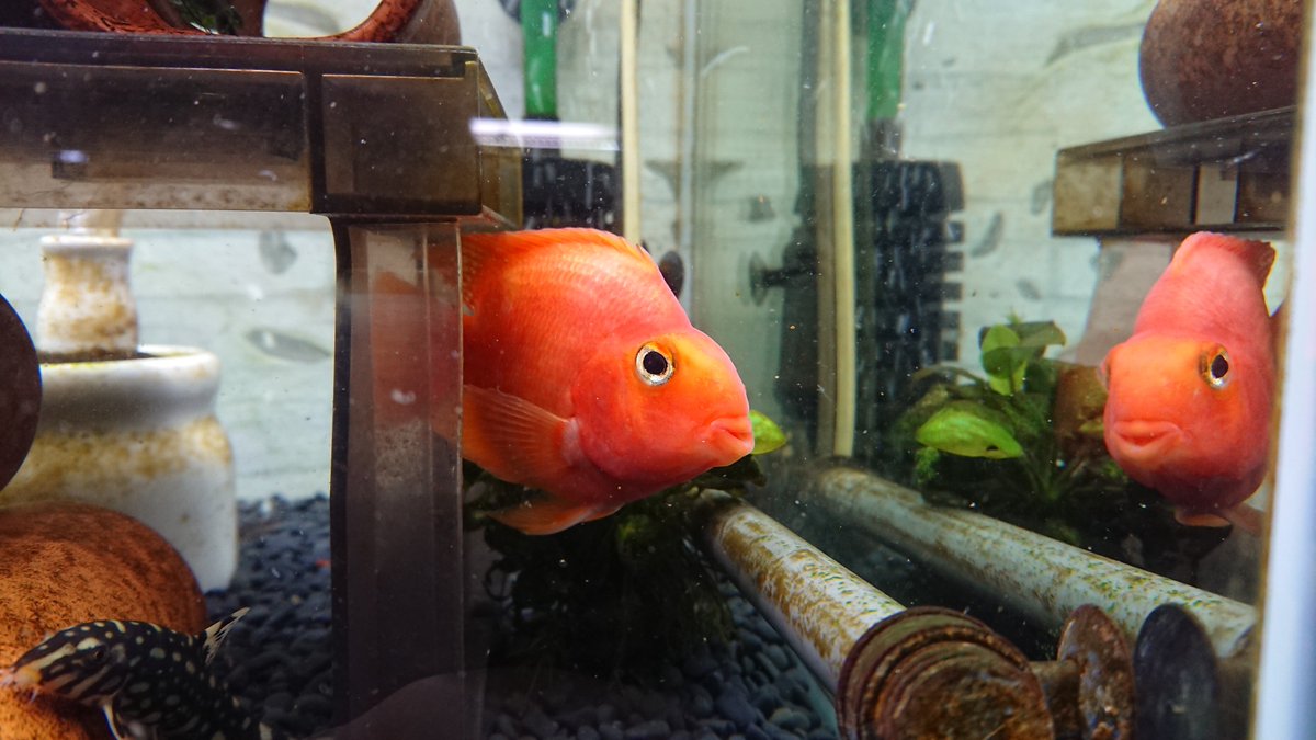 Mamoru Aquarium 赤カブの黒い斑点模様が綺麗に消えて 元の赤一色に戻った 黒い斑点模様があった時の写真は撮り損ねた とにかく 元に戻って良かった どうやら帰化色と言い 幼魚の頃の色が出てくるもので パロットファイヤーにはよくある事らしい