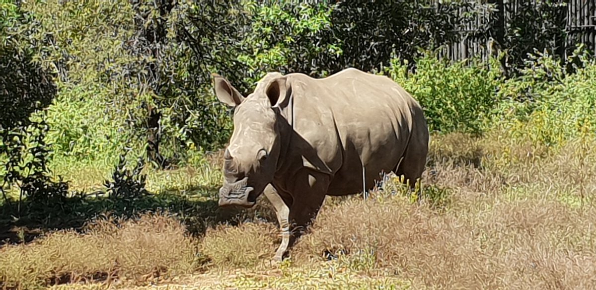 LaMaZingMedia's tweet image. #MNetLocal Leaving paradise... @LegendGolfSA and Safari Resort. Thanks to @MNet for an incredible journey and sharing new series.
#TheWildOnes Sundays 3pm from 6 May.
#SurvivorSA Thursdays 7pm from 3 May.
#WeddingBashers Sundays 6pm from 6 May. 
#MKRSA Sundays 6pm from 3 June