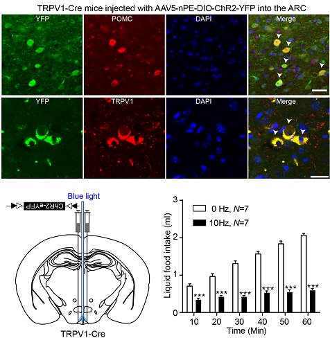 PLOSBiology's tweet photo. Why does #exercise reduce #appetite? Because the #hypothalamus heats up! Raised temperature in brain is detected by TRPV1-like thermoreceptors in proopiomelanocortin neurons in arcuate nucleus #PLOSBiology https://t.co/Y3gncTd5dt https://t.co/vMIQrSjnzU
