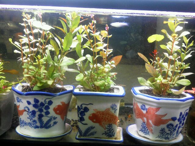 どんぶり金魚 ボトルアクア推進月間 Auf Twitter 金魚 水草 楽々水草だから 金魚柄植木鉢 に入れるだけで オシャレ水槽の出来上がり 根元にビー玉を置けばいたずら防止 メダカ グッピー にも最適 金魚の楽しみ方は十人十色 横浜 よこいち