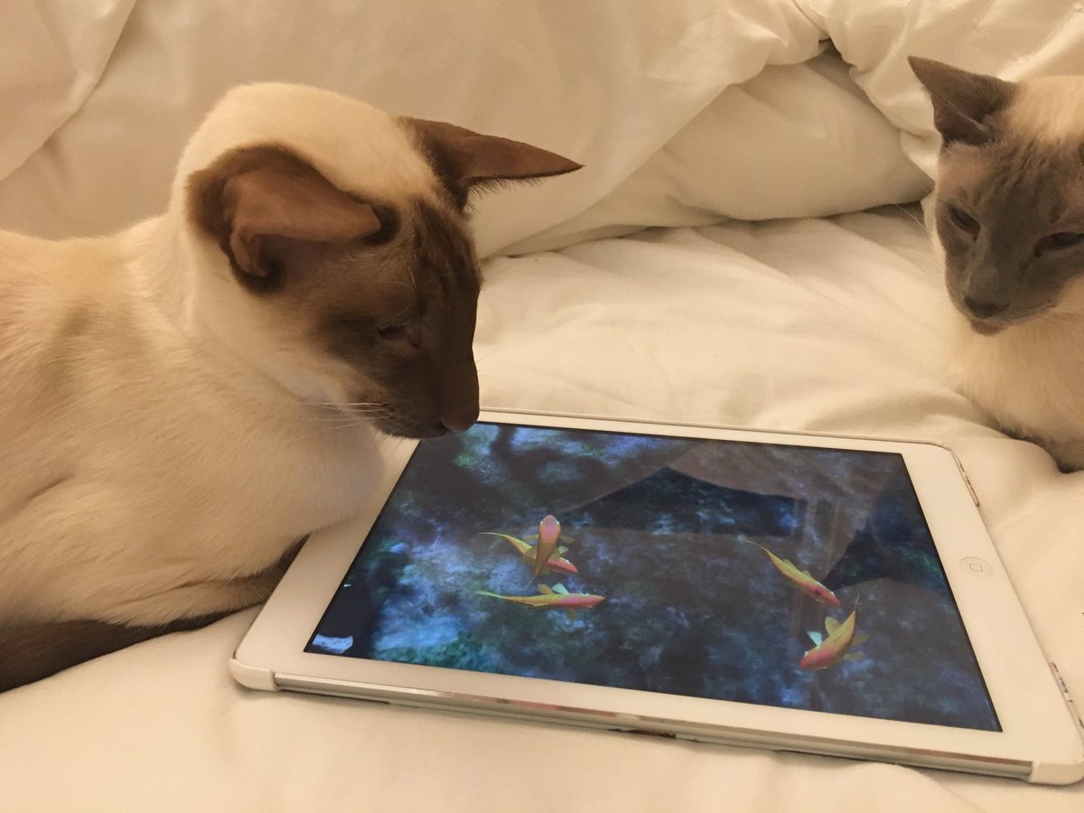 Diablo_Siamese's tweet photo. Ehh!! Can somebody put the #fishAPP on please #iPad #demandingdevil #CatsofTwitter https://t.co/3EbFTr1Q5b