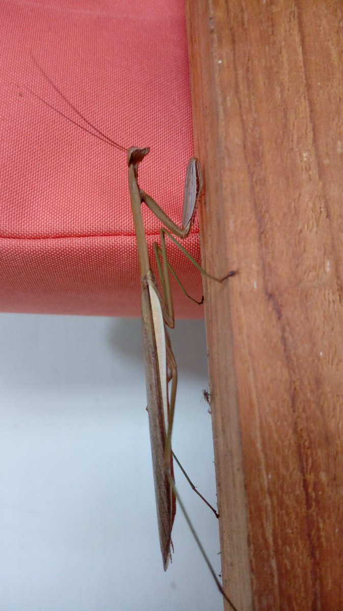 amphotherapy's tweet image. 