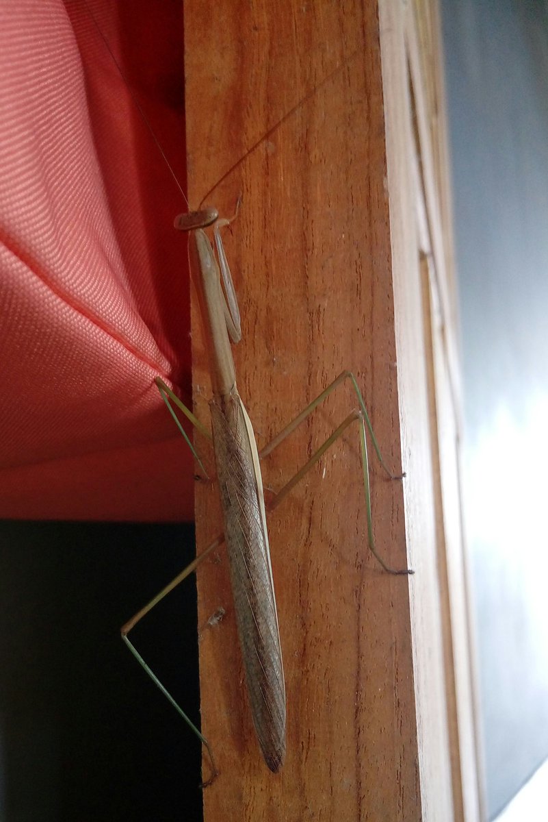 amphotherapy's tweet image. #prayformantis