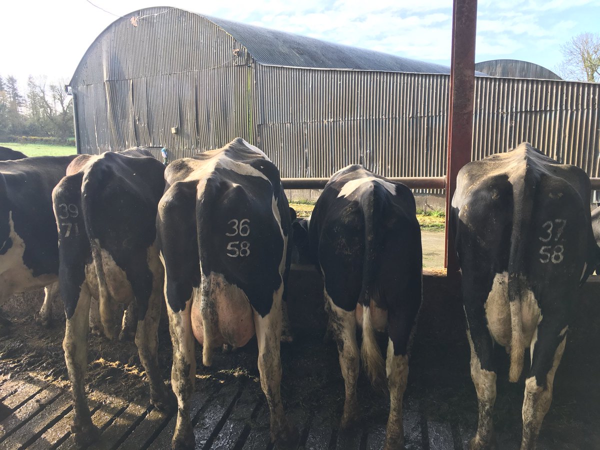 Brklydairysol's tweet image. Let’s play spot the DQI heifer 🙈😜👍#teamdairy #grasstomilk #verticallychallenged