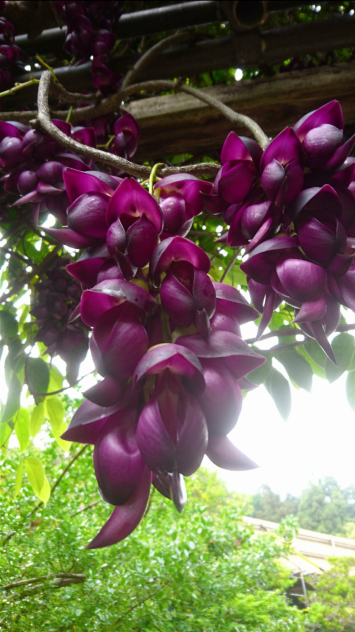 Sadao Kuzume 咲いていたので 学名 Mucuna Sempervirens 英名 Sea Beans 科 属 マメ科トビカズラ属 別名 アイラトビカズラ 国の天然記念物に指定 県花 国花 トビカズラ 花言葉 不明 T Co L5adpbges1 Twitter