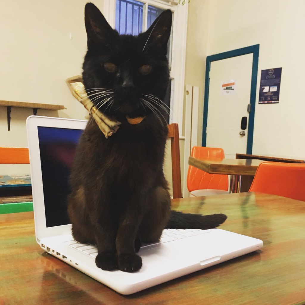 purrsandbeansnz's tweet photo. When the whisker queen is looking for love or a lap (which was pretty often ❤️) you are to oblige and give her your full attention. If you don’t - well in this case, she made sure the laptop was inaccessible 😂🖤 #Wednesday 
#rememberingWednesday #whiskerwednesday #baristacats https://t.co/yhGZGGAixN