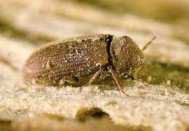 ProTenServices's tweet image. CASE STUDY: #Woodworm treatment due to ongoing #dampproblems ow.ly/j3rB30jm2N7