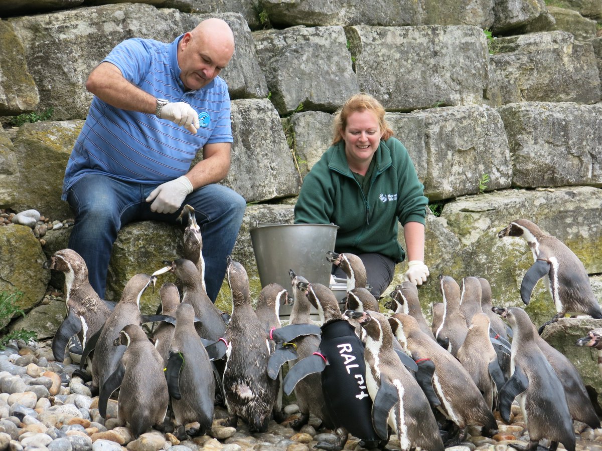 IOR - the Institute of Refrigeration tweet media