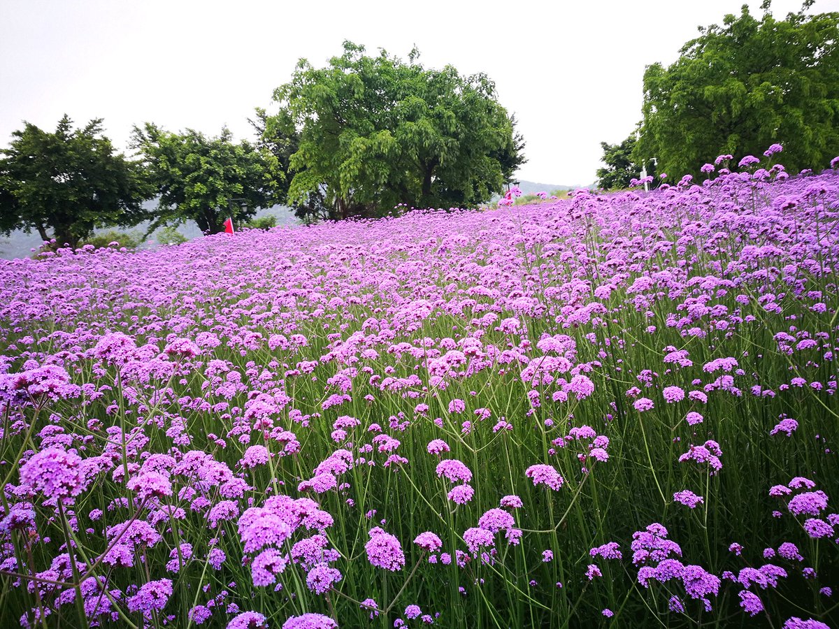 China Daily tweet media