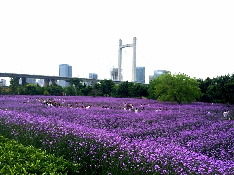 China Daily tweet media