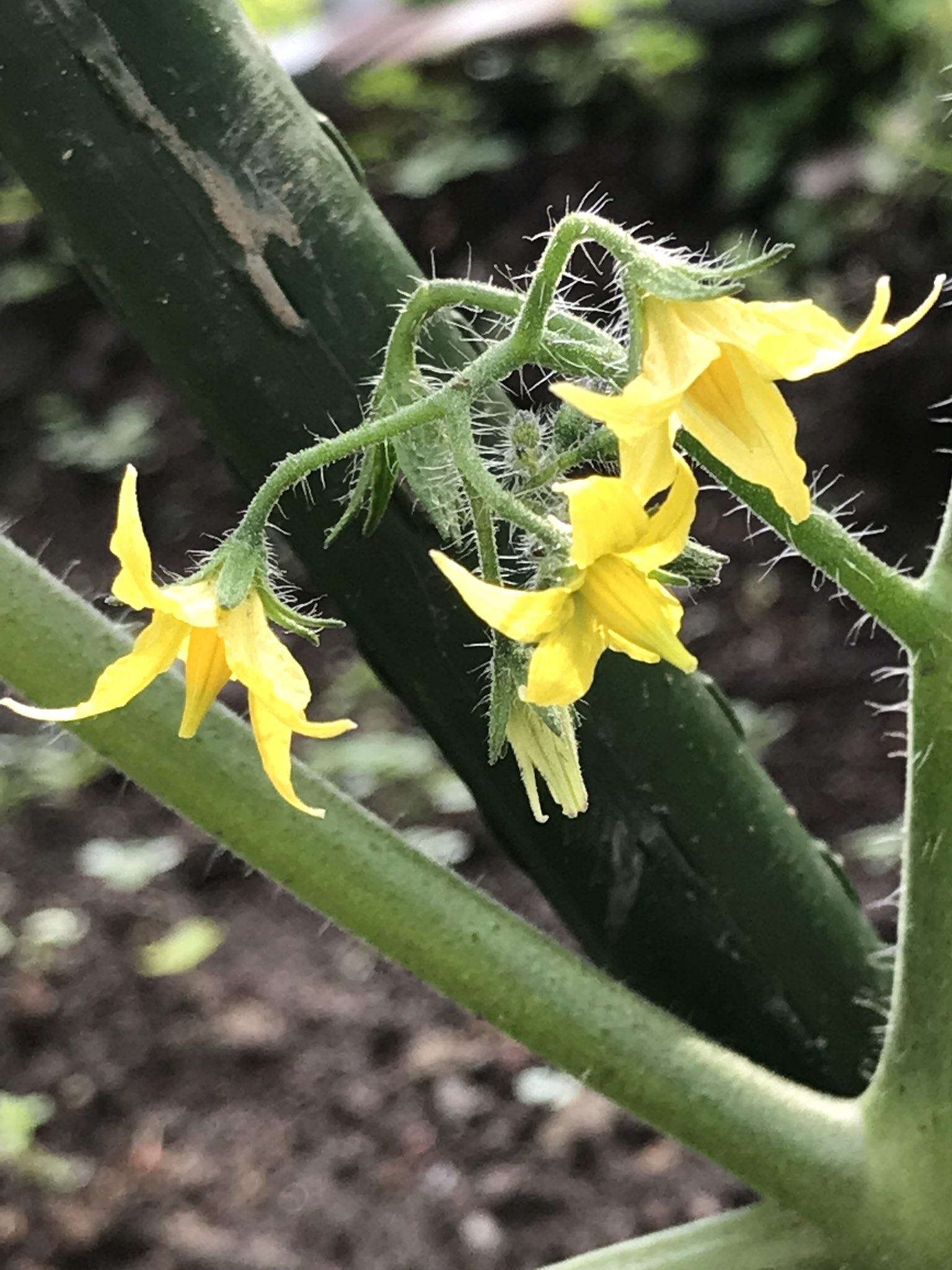 Okkohoney 嵐は駆け足で過ぎていった 午後から晴れたので 段々畑でひと遊び トマトの脇芽を取り除く どの株にも花が咲いている 花の構造上ミツバチは トマトの受粉は苦手だ 写真4枚目のナニワイバラにいるマルハナバチが トマトの受粉を上手に