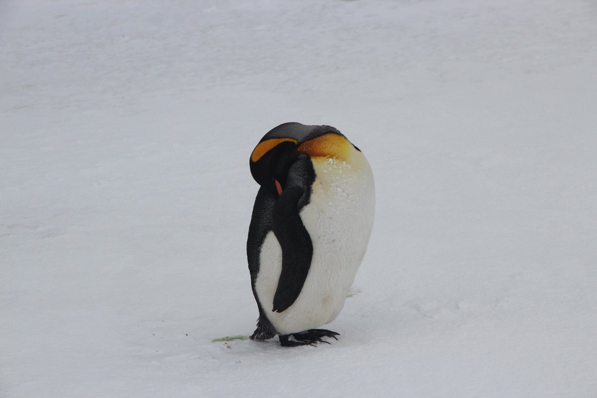 Poppy from Whitney: do penguins sleep standing up? Yes, they certainly can, but not always. #WorldPenguinDay @penguin_watch