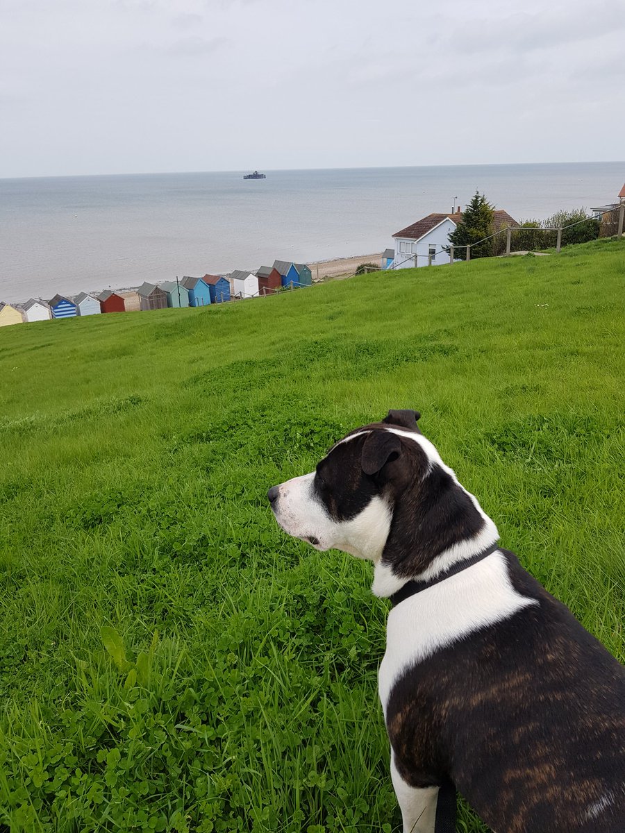 EmilyMa29787961's tweet photo. Rudy yesterday having a quick rest before we walked on. #StaffordshireBullTerrier #hernebay #dog #dogfriendly #dogwalking #working #franksdgcs https://t.co/bDkR92g1qz