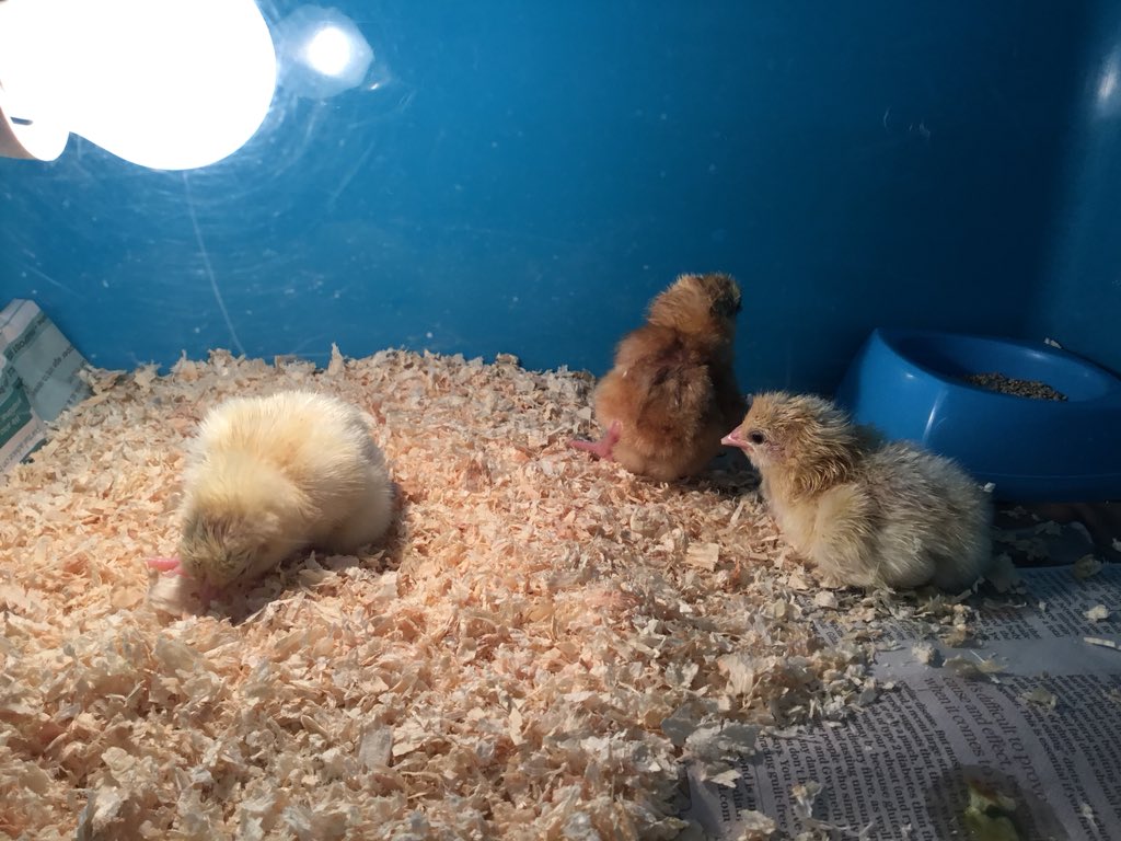 InfantFairfield's tweet photo. The first of our chicks have hatched! https://t.co/nIZZ9TXtZe