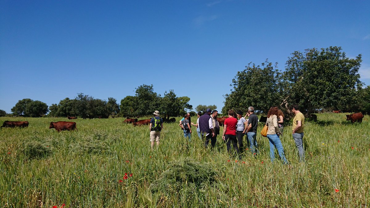 k_alvasen's tweet photo. Day 2 - #ProYoungStock consortium observing Modicana cows and cheese production near Ragusa! https://t.co/BqZLHZJble