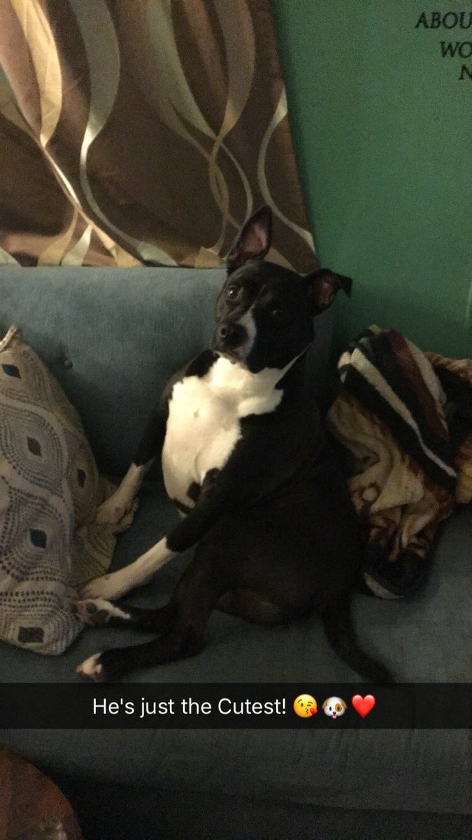remember11_5's tweet photo. My little man! ❤️🐶 what a #stud #pibblenation #pitbull #love #showmeyourpitties #DontBullyMyBreed #rescue 😃 https://t.co/Bs27ZggWuJ