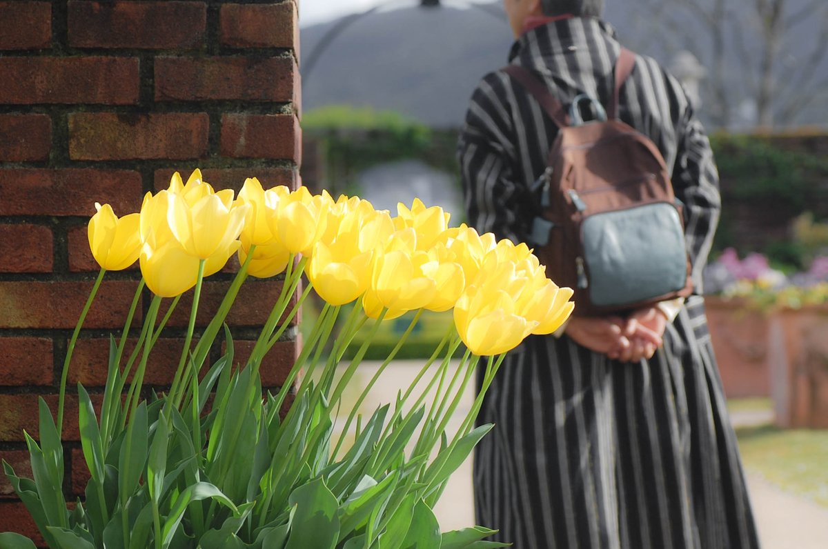 ike2001masa1's tweet photo. #春 #黄色い #チューリップ #カメラ好きな人と繋がりたい  #写真好きな人と繋がりたい #yellow #tulips https://t.co/zWP65lsBjq