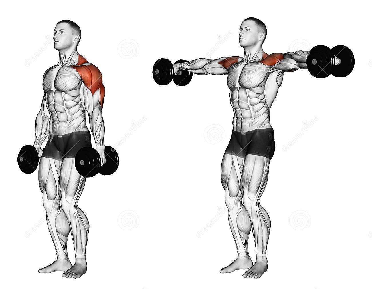 Royal Fitness Club Shoulder Workout Men Http Localhost Royalfitnessclub Index Php 18 03 08 153 More 153