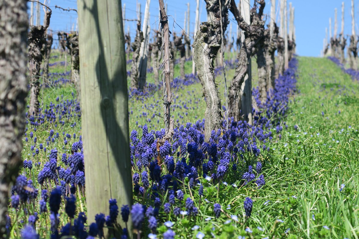 braviscasa's tweet photo. Wir geniessen die sommerlichen #Temperaturen am #Kaiserstuhl bei einer #Wanderung durch die #Weinreben...
Im #Mai haben wir noch ein paar Ferienwohnungen in #Endingen und #Vogtsburg frei. Bucht online unter https://t.co/tJQQF3Vkch oder ruft uns an unter +49 7642 924050 https://t.co/fA0AEI4RbJ
