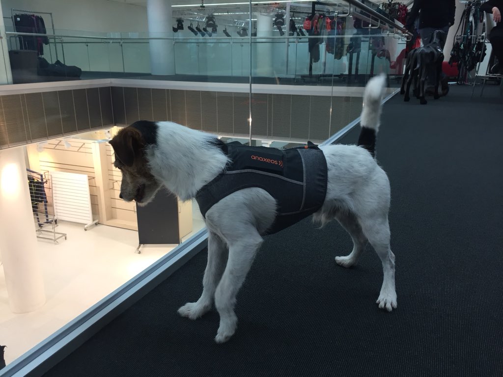 ToniKoutu's tweet photo. Pava is first dog who has Brand new Anaxeos vest! You can see it Tomorrow in Startup World Cup Finland 🇫🇮 #anaxeos #parsonpava @anaxeosinfo #dogs #healthcare #dog https://t.co/IQCc9t0inl