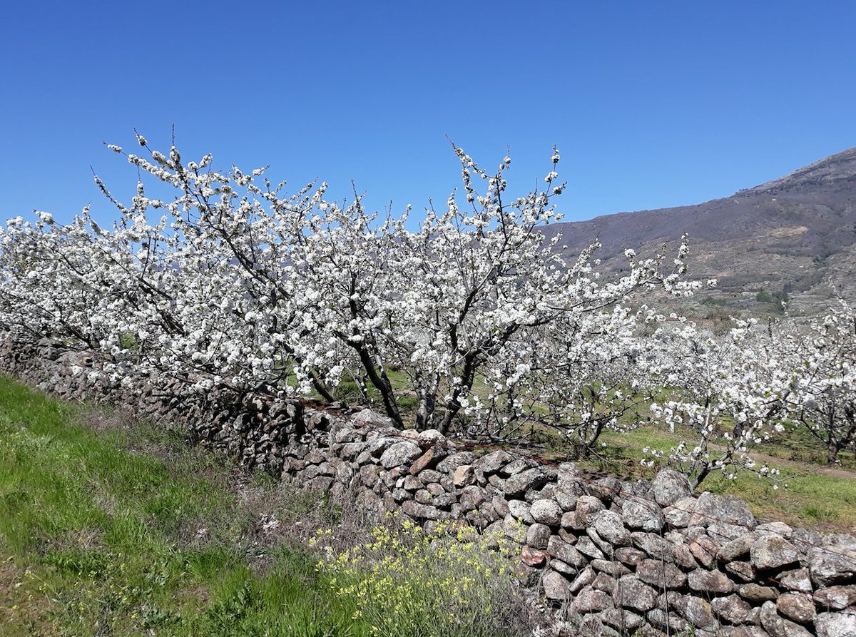 ACVJSocial's tweet image. Un estudio confirma la alta competitividad de la #cereza española en el mercado chino bit.ly/2HHNaob