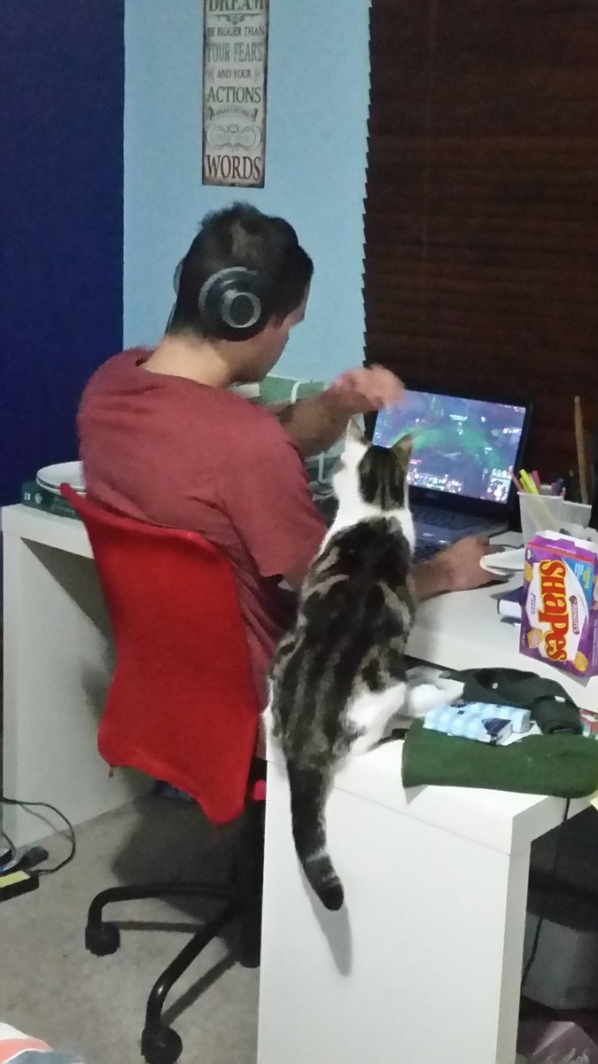 sazz68's tweet photo. @imamberzoe This is Kevin. Kevin the cat https://t.co/MBXe8wp8Y1