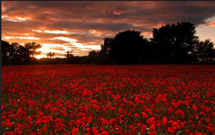 They shall grow not old, as we that are left grow old:
Age shall not weary them, nor the years condemn.
At the going down of the sun and in the morning,
We will remember them.
