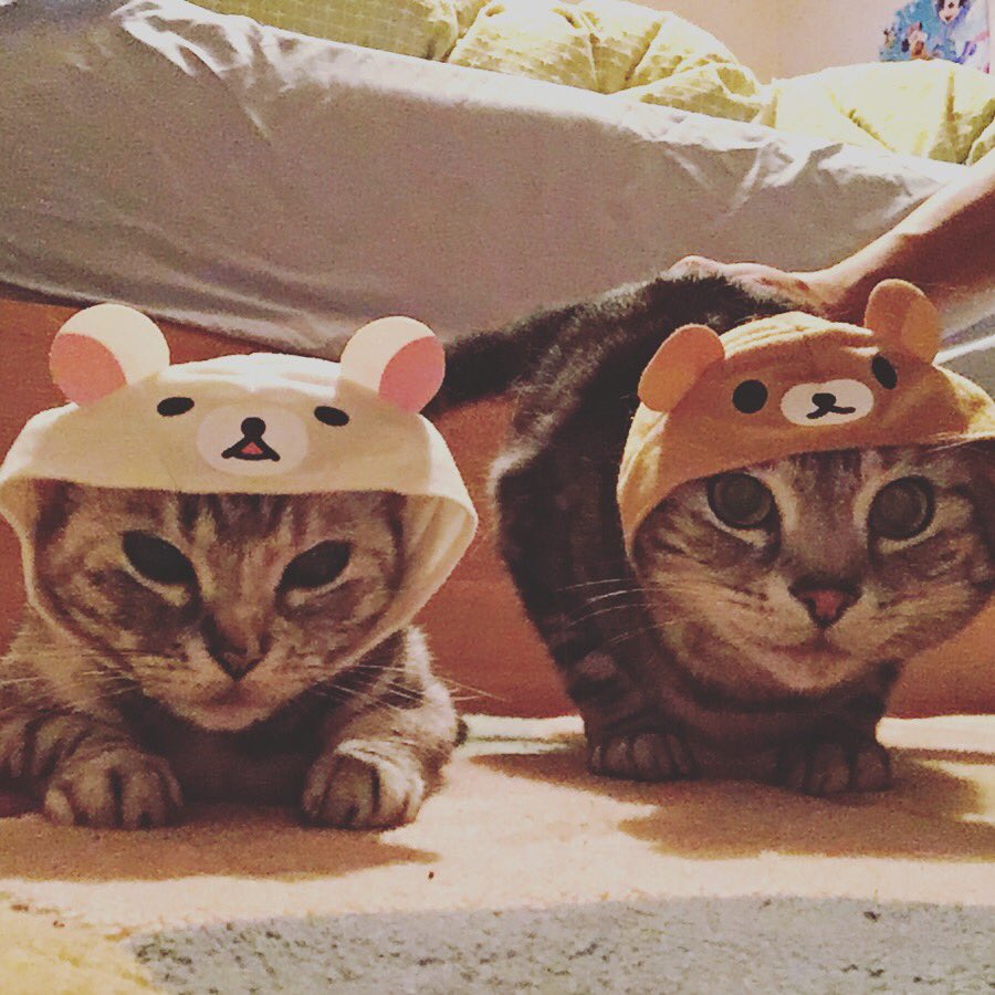 ねこっくま ねこっくま