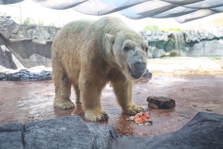 straits_times's tweet image. Inuka was an inquisitive and easy-going polar bear: Zookeepers str.sg/oGf8